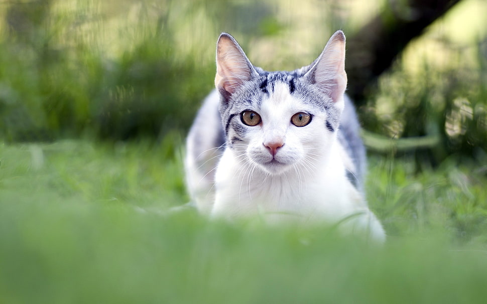 silver tabby cat HD wallpaper