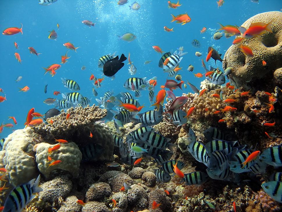 school of white-blac-and-orange fishes on body of water HD wallpaper