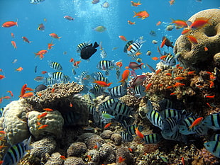 school of white-blac-and-orange fishes on body of water HD wallpaper