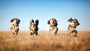 four long-coated brown puppies running on field HD wallpaper