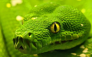 green snake closeup photography HD wallpaper