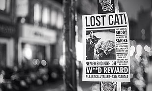 grayscale and selective focus photography of newspaper, monochrome, cat, reward, Wanted Posters HD wallpaper