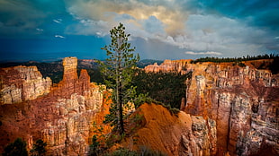 green leafed tree, landscape, Bryce Canyon National Park, Utah HD wallpaper