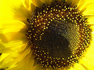 sunflower top view in macro shot photography, una