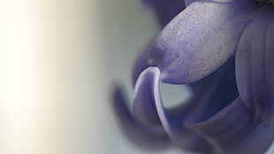 purple and white plastic toy, flowers, macro, petals