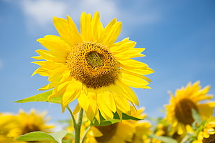shallow focus photography of sunflower in sunflower field under clear sky during daytime