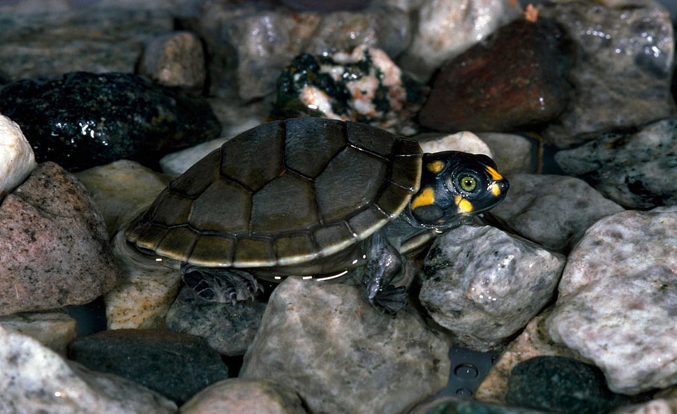 brown and black turtle HD wallpaper