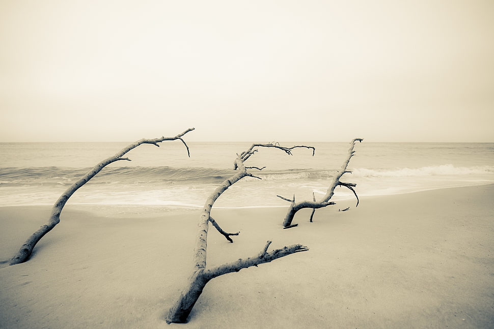 three brown driftwood, beach HD wallpaper