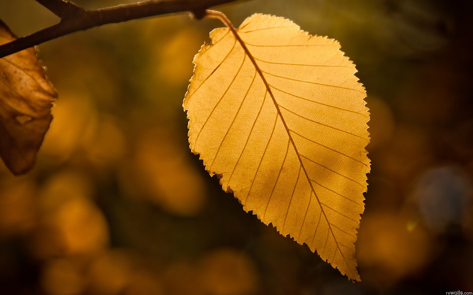 macro photography of brown leaf HD wallpaper