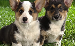 tricolor Corgi mix puppies
