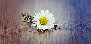 white Daisy flower on brown wooden surface