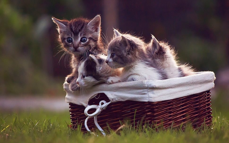 three gray short-coated kittens, animals, cat, kittens, baskets HD wallpaper