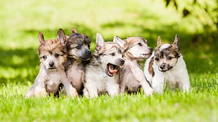 puppy litters, puppies, baby animals, dog, animals HD wallpaper