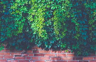 green leaf vines on red brick wall