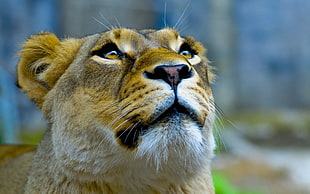 lioness close up photography HD wallpaper