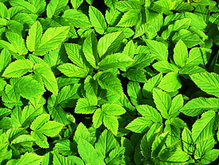 photography of green leaved plants