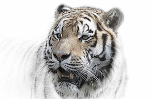 bengal tiger, big cats, animals, tiger HD wallpaper