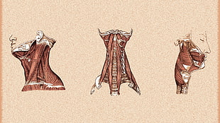three brown illustrations, anatomy, muscles, medicine
