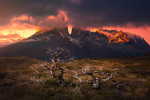 green withered tree near mountain, mountains, sunset, Torres del Paine, Patagonia HD wallpaper