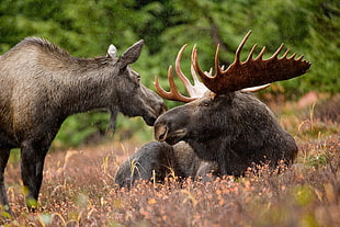 two black deers on brown grass field during daytime, alaskan