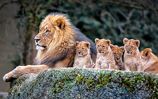 lion and baby lions, lion, nature, animals, baby animals