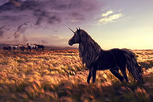black unicorn near herd of horses during golden hours