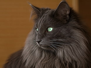 long-fur brown cat
