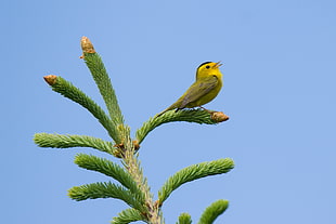 yellow and brown bird on top of green plant during daytime, spruce