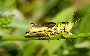 tilt shift lens photography of grasshopper