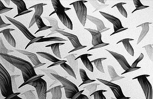 birds flying illustration, birds HD wallpaper