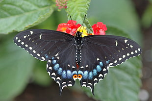 black and blue butterfly HD wallpaper