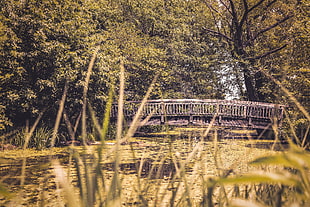 gray wooden bridge over body of water surrounded by green leaf trees