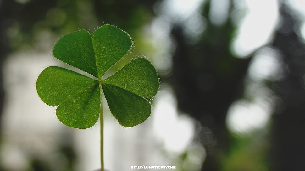 green leaf plant, Shamrock, leaves, green, plants HD wallpaper