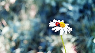 white petaled flower, flowers, ladybugs, grass, insect