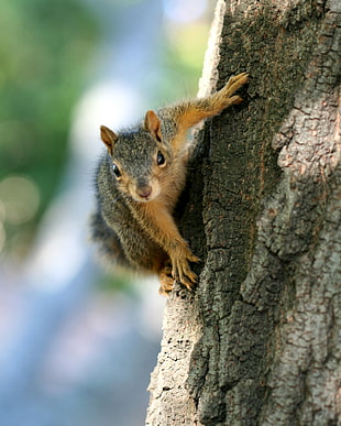 gray and brown squirrel on tree trunk