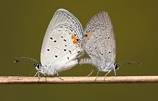 mating pair of Common Blue Butterfly on brown stick
