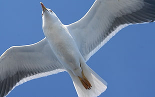 white Sea Gull HD wallpaper