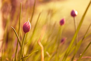 pink Rain-Lily flower bud