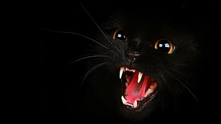 black cat, cat, black cats, animals, open mouth HD wallpaper