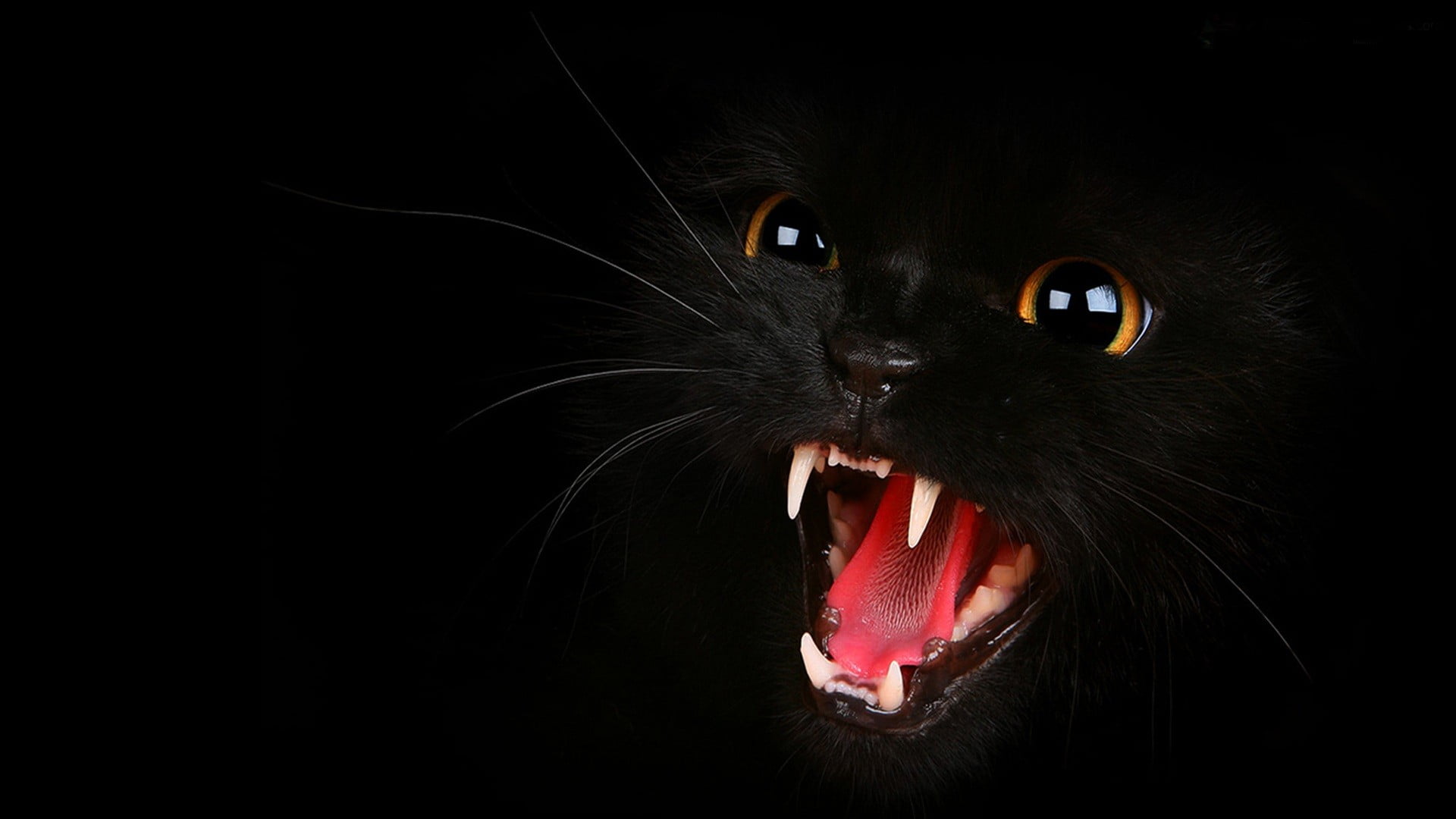 black cat, cat, black cats, animals, open mouth