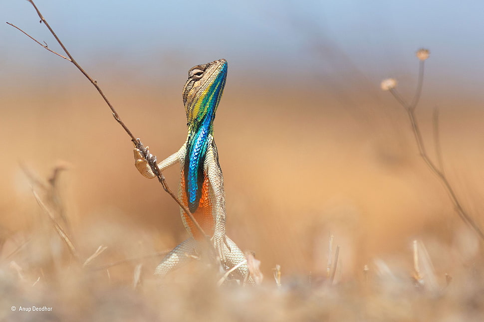 multi-colored lizard, animals, reptiles HD wallpaper