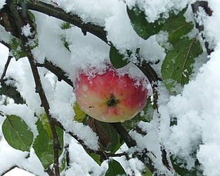 red apple on tree covered by snow