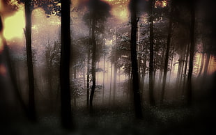 silhouette of trees at the forest with fog