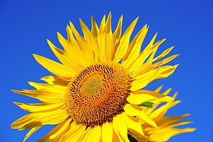 closeup photo of sunflower