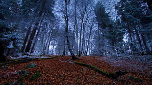 photograph of woods, forest