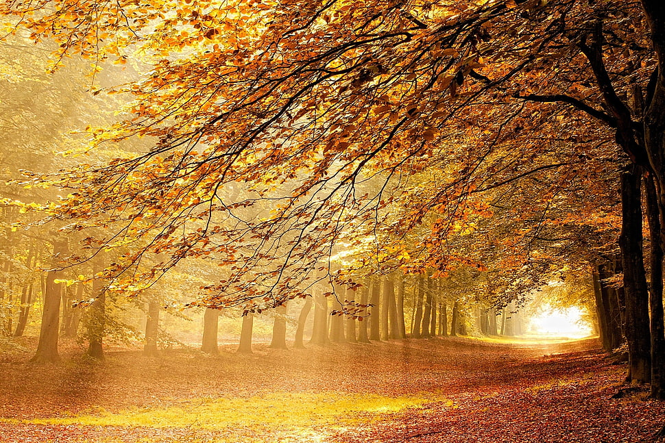 autumn season forest HD wallpaper