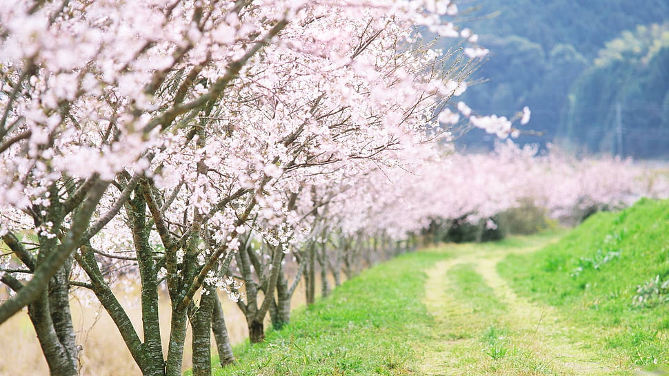pink Tree blossoms during daytime HD wallpaper