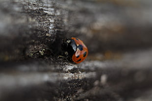 red and black ladybug, ladybugs, wood, macro, insect