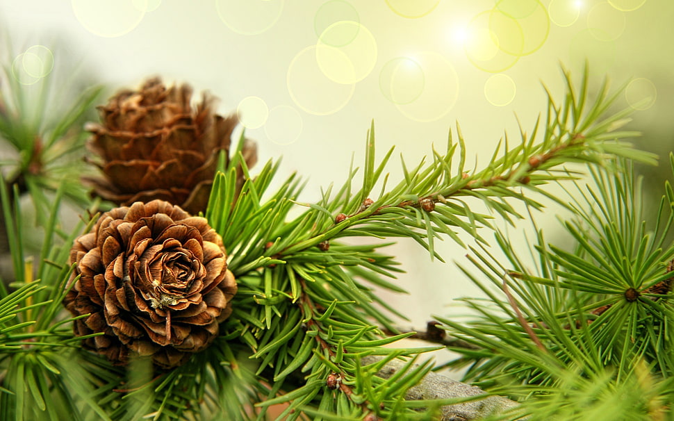 brown female pine cone, nature, macro, pine cones, plants HD wallpaper