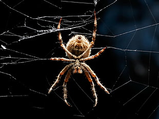 closeup photo of brown orb weaver spider on web HD wallpaper